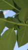 IMG_5116.PNG