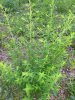 IMG_20180610_200558962.jpg
