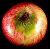 Cedar-Apple-Rust-aecia-on-fruit-NC-State.jpg