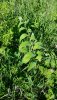 20180613_092859.jpg