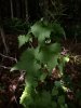 IMG_20180615_103629575.jpg
