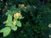 IMG_20180614_200934297.jpg