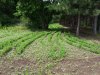 20180617_121400_resized.jpg