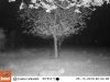 05-13 01 Bobcat.JPG 05-13 01 Bobcat.JPG