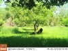 05-29 01 Bear and cubs.JPG
