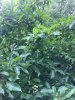 4EB196AD-76D5-43AB-B635-14CA6E78E1E9.jpeg