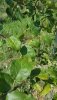 20180703_142726.jpg 20180703_142726.jpg