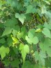 IMG_20180705_113547739.jpg