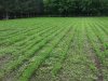 west plot6-17.jpg