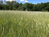 IMG_20180615_105404200.jpg