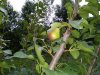 first pear.jpg