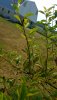 20180723_152039.jpg