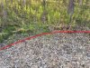 horsetail.jpg