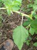 IMG_20180801_175608094.jpg