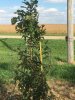 bur oak.JPG