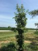 5 yr 8 ft Bur Oak.jpg