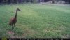 sandhill.JPG