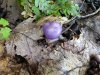 mushroom2.jpg