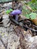 mushroom2a.jpg