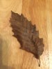 leaf.JPG