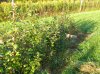 DSCN2485.JPG