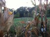 Corn photo.jpg