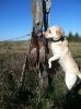 Belle (pheasants 14).jpg Belle (pheasants 14).jpg