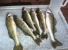 Walleye Oct 14.jpg Walleye Oct 14.jpg