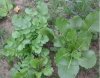 turnip and radish.jpg