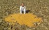 corn pile.jpg corn pile.jpg