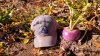 turnip.jpg
