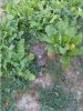 Brassica plot oct 25.jpg
