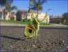 Mantis.JPG