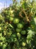 green maters.jpg