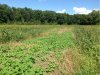 labor day brassica 1.jpg