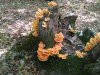 chicken of the woods.jpg
