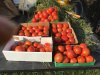 tomatoes 9  18.jpg