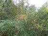 DSC00929 (Large).JPG
