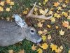 buck3.jpg