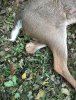 buck nub.jpg