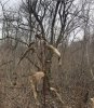 tree1.jpg