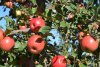 honeycrisp2015sept21 009.JPG