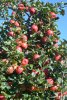 honeycrisp2015sept21 016.JPG