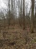 trail clearing.jpg