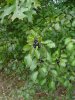European Buckthorn 01.jpg