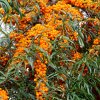 Seaberry-Golden-Sweet-1-1.jpg