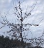 Dolgo Rootstock Tree.jpg