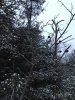 Seedling Rootstock Tree.jpeg