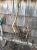 IMG_20190310_150526335.jpg