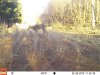 shed buck.JPG